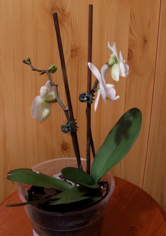 Kicsi phalaenopsis