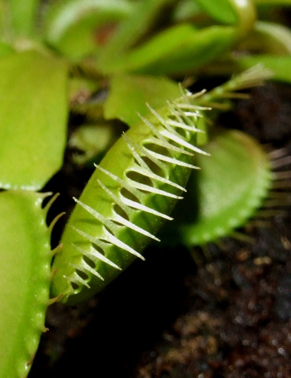 Dionaea muscipula