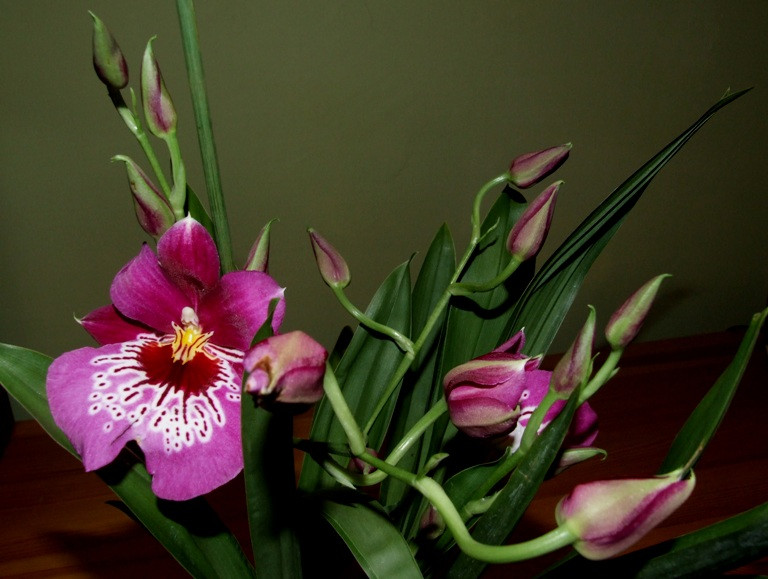 Miltonia Martin Orenstein 'Shirley P.'