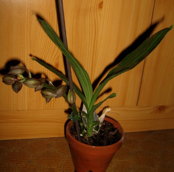 Catasetum tennabrosum