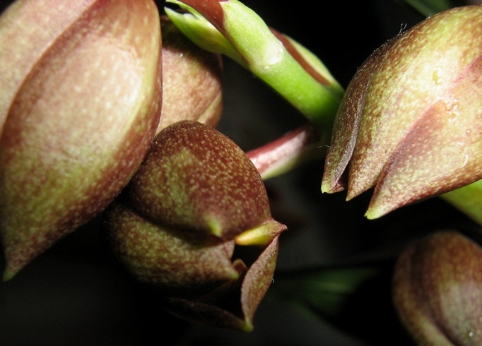 Catasetum tennabrosum