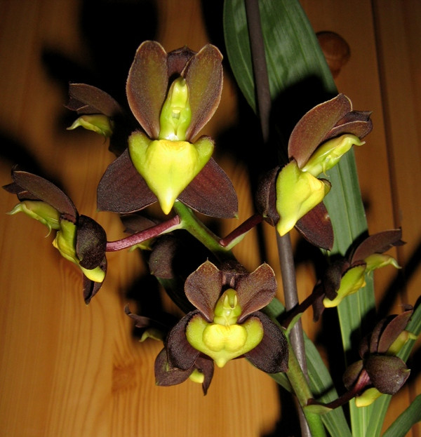 Catasetum tennabrosum