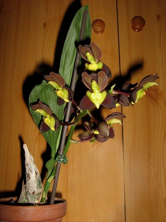 Catasetum tennabrosum