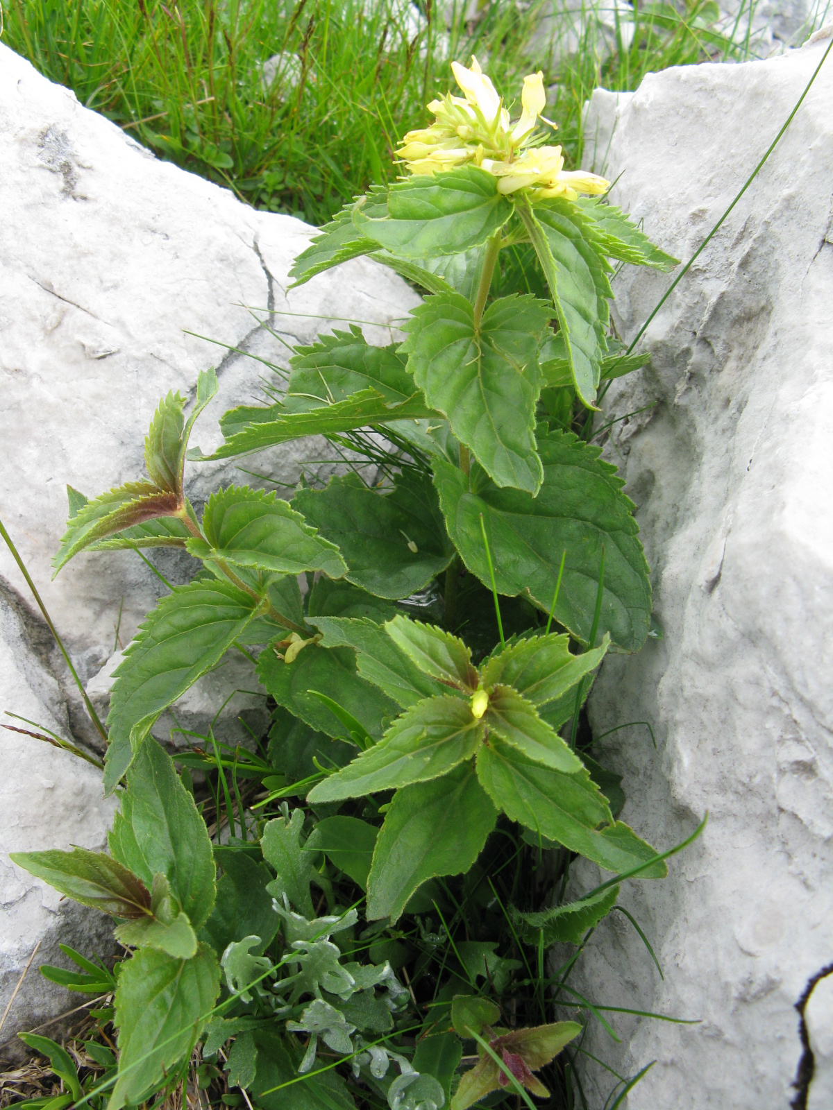 Paederota lutea1