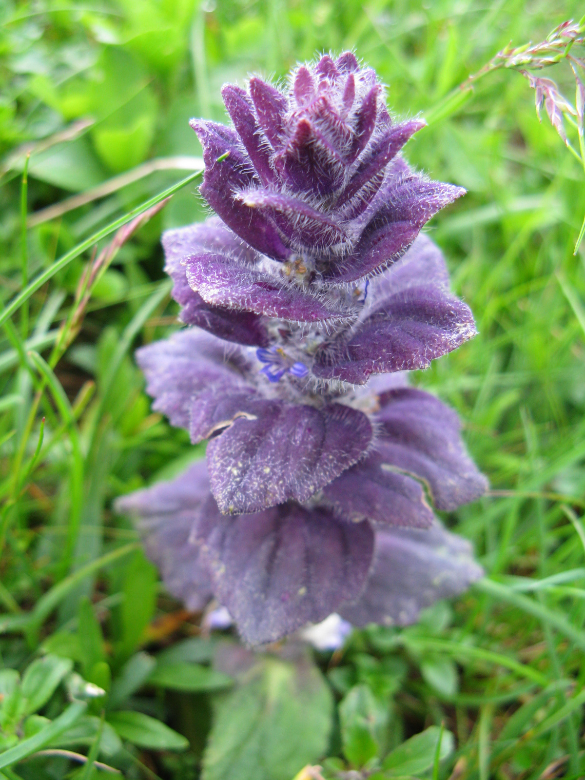 Tornyos ínfű Ajuga pyramidalis