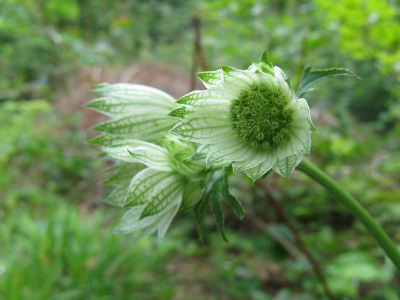 Völgycsillag Astrantia major