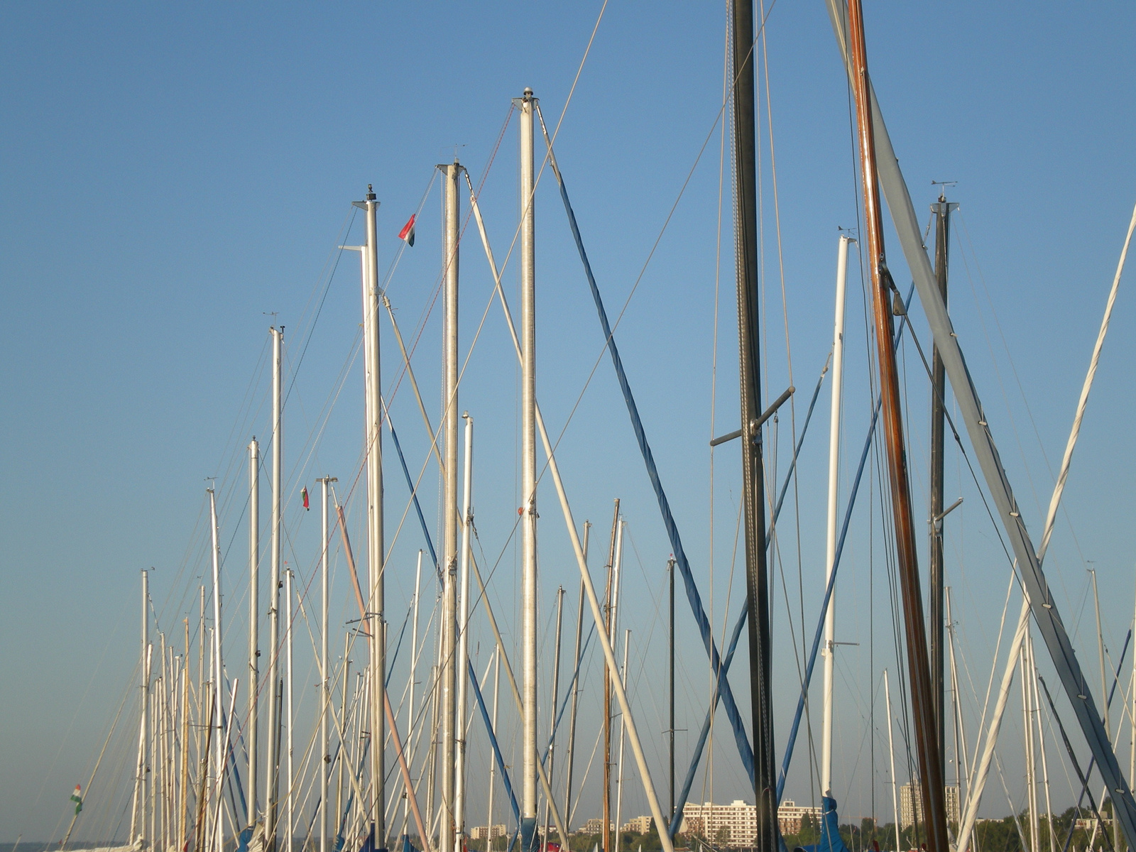 Balaton árbócerdő