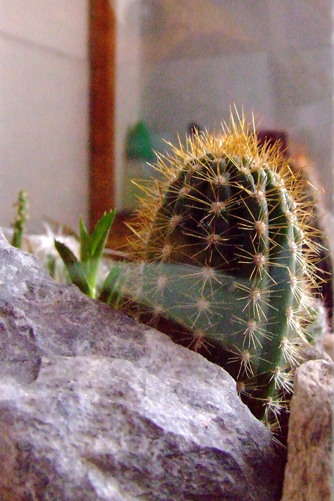 kaktusz01