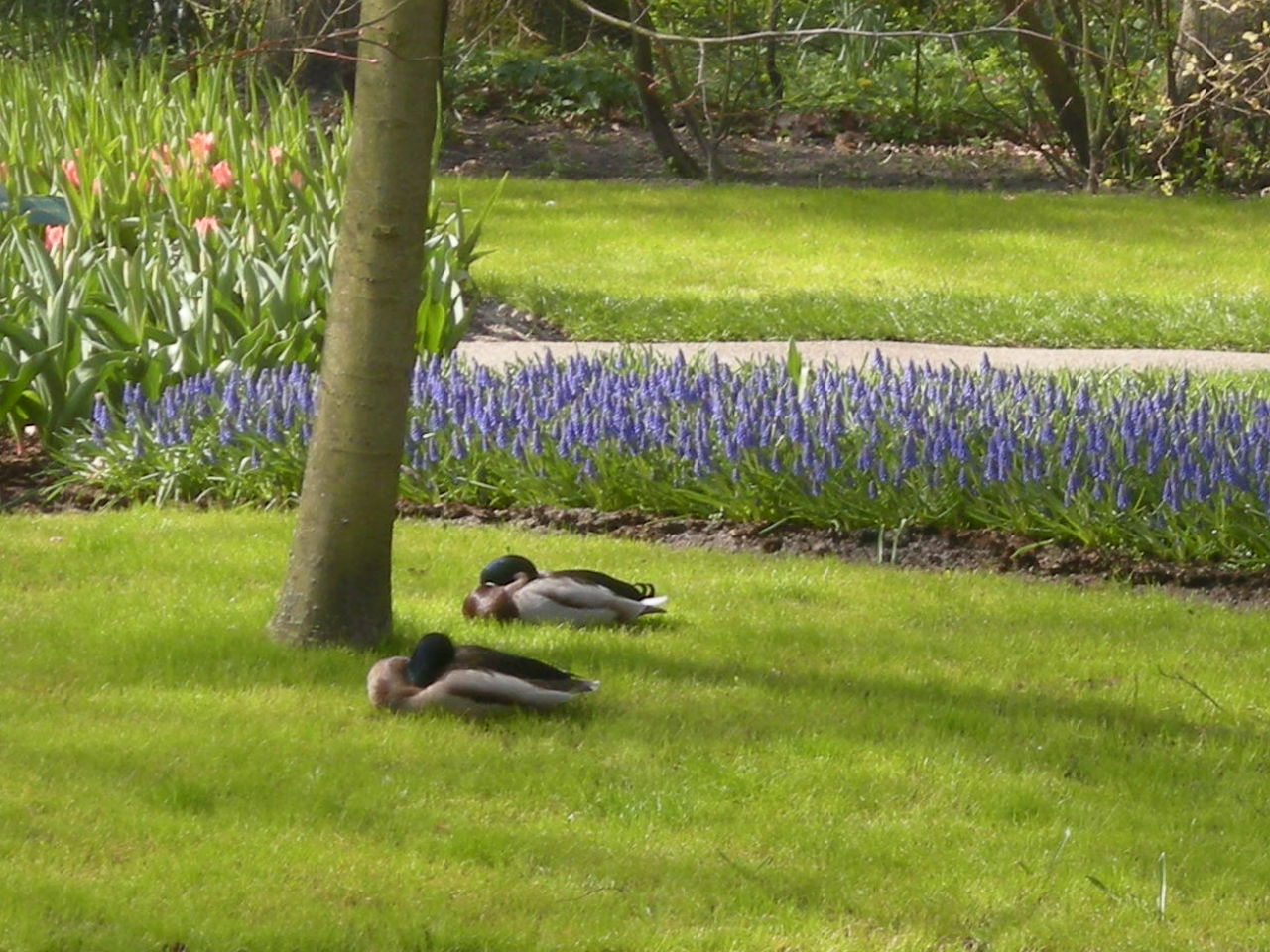 Keukenhof