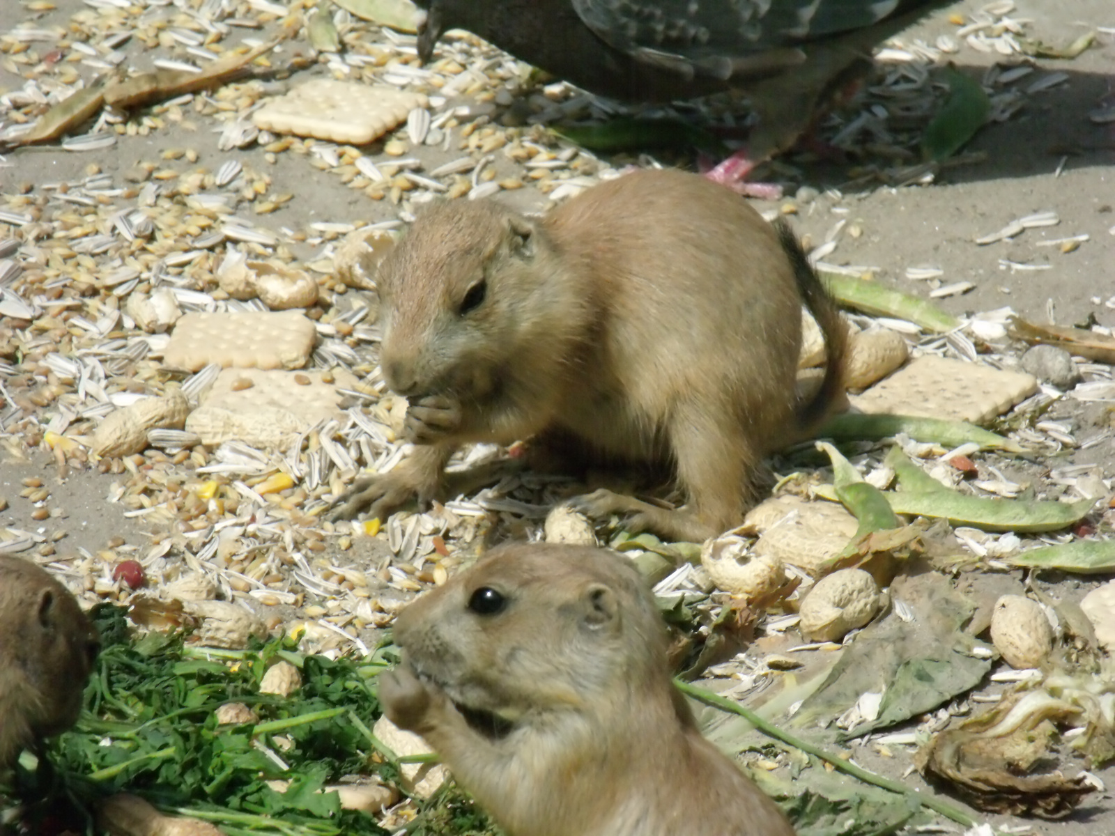 2010 0613Városliget0078