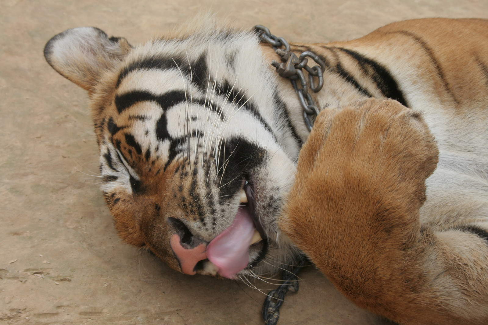 0452-Tiger Temple