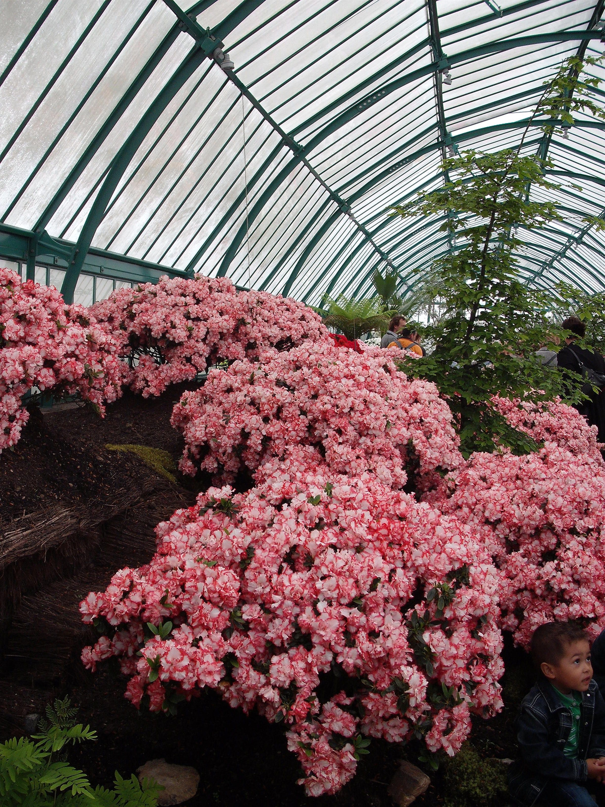 Begonia