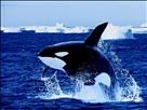 Breaching Killer Whale thumb l