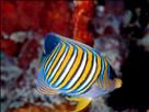 Regal Angel Fish Swimming, Full Shot thumb l