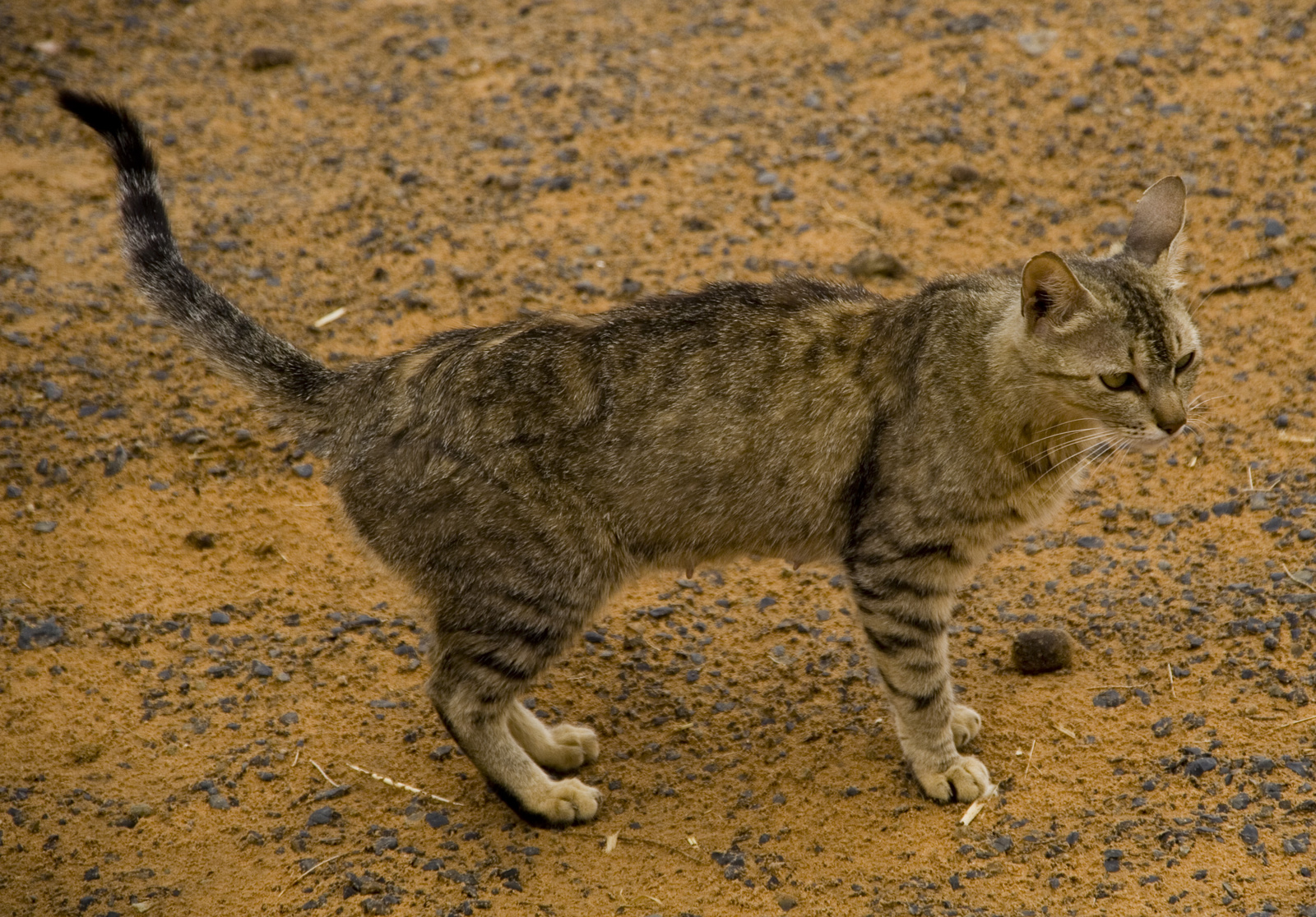 Sivatagi macska