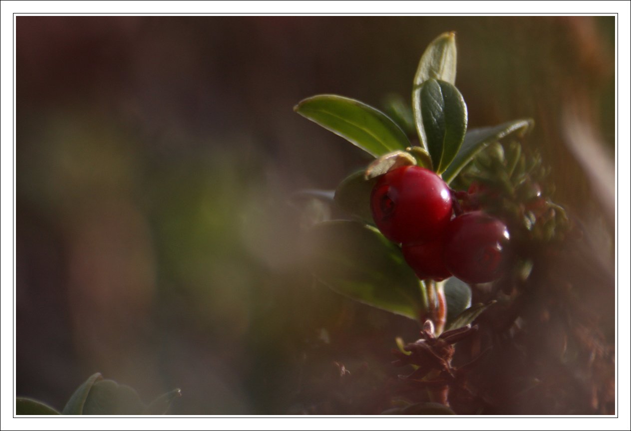 Berries 02