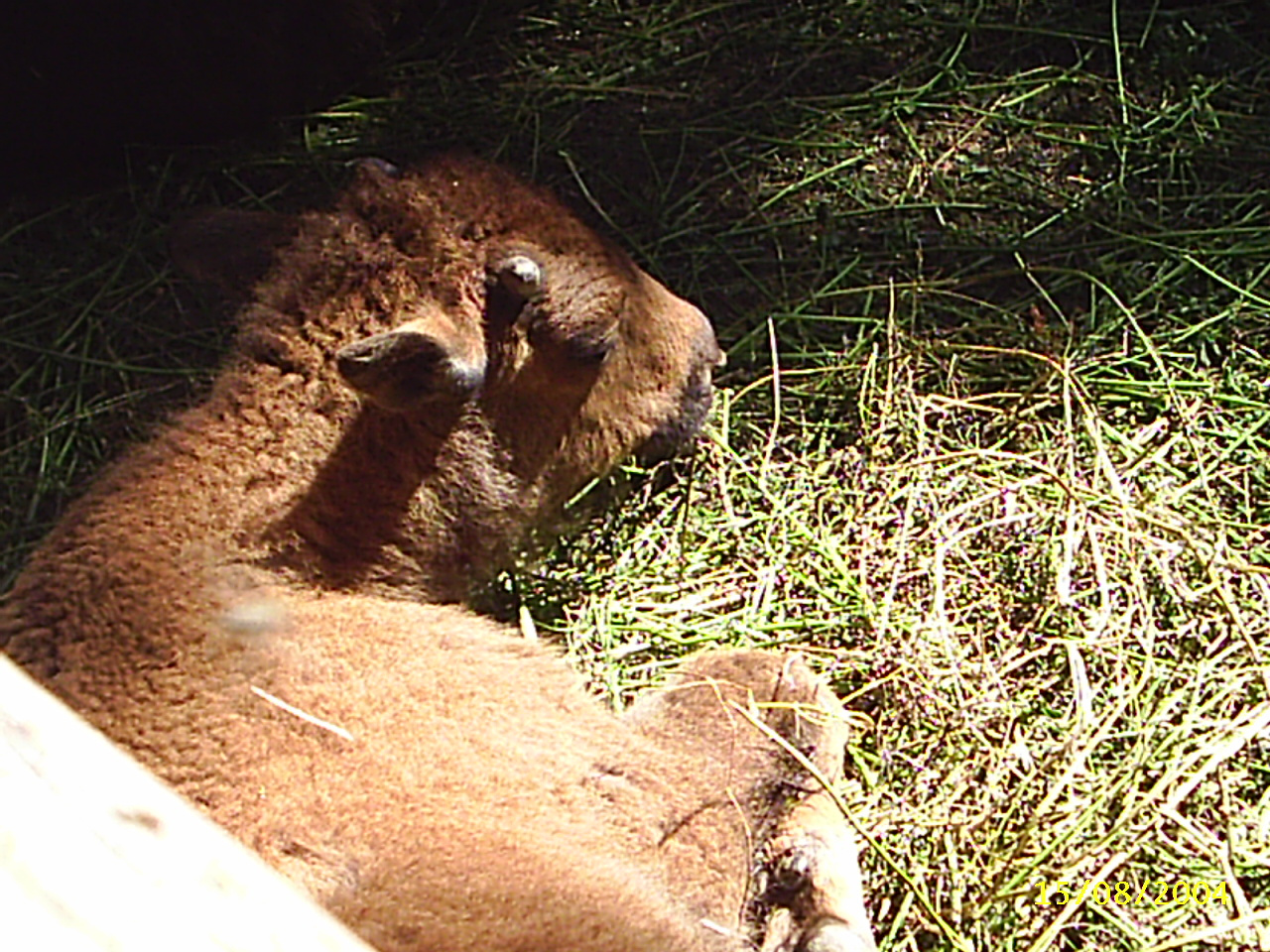 Budakeszi Vadaspark 025