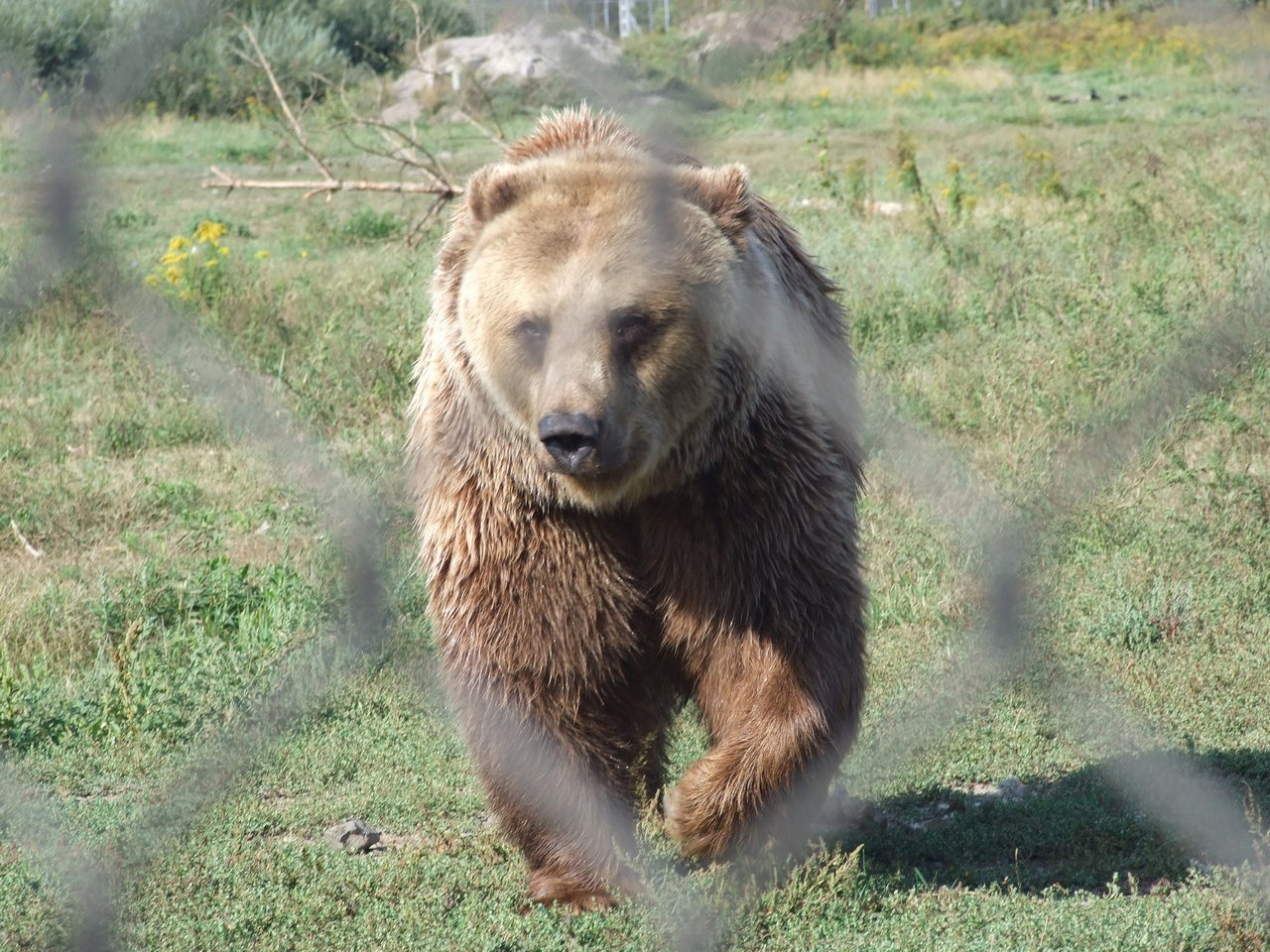 Veresegyházi Medvepark 02