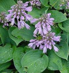 hosta bluecadet