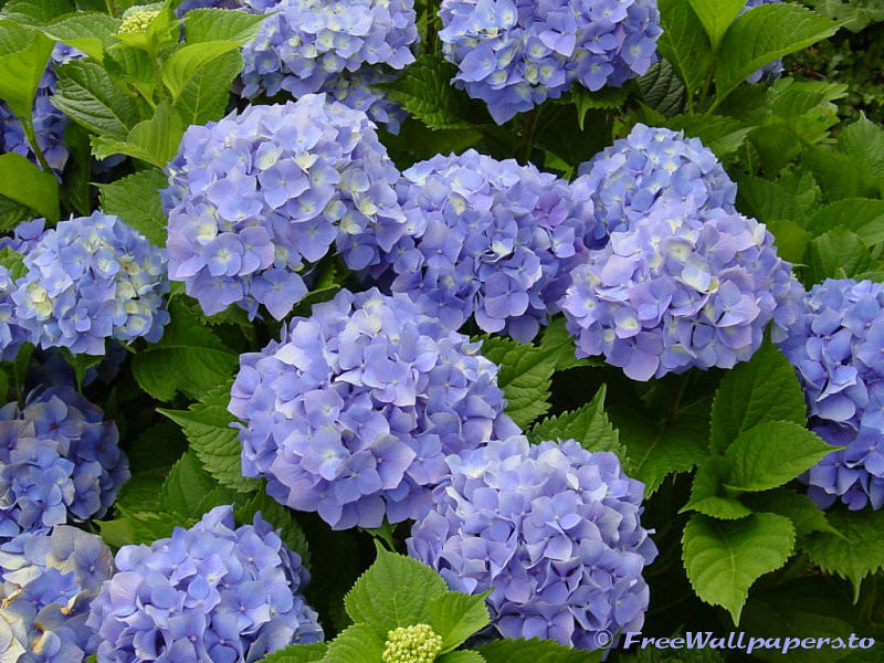 hydrangea1