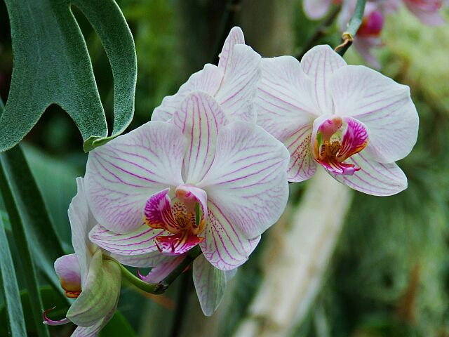 Orchidea 1.