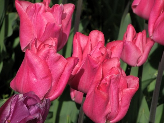 Keukenhof 2010.04.30 383