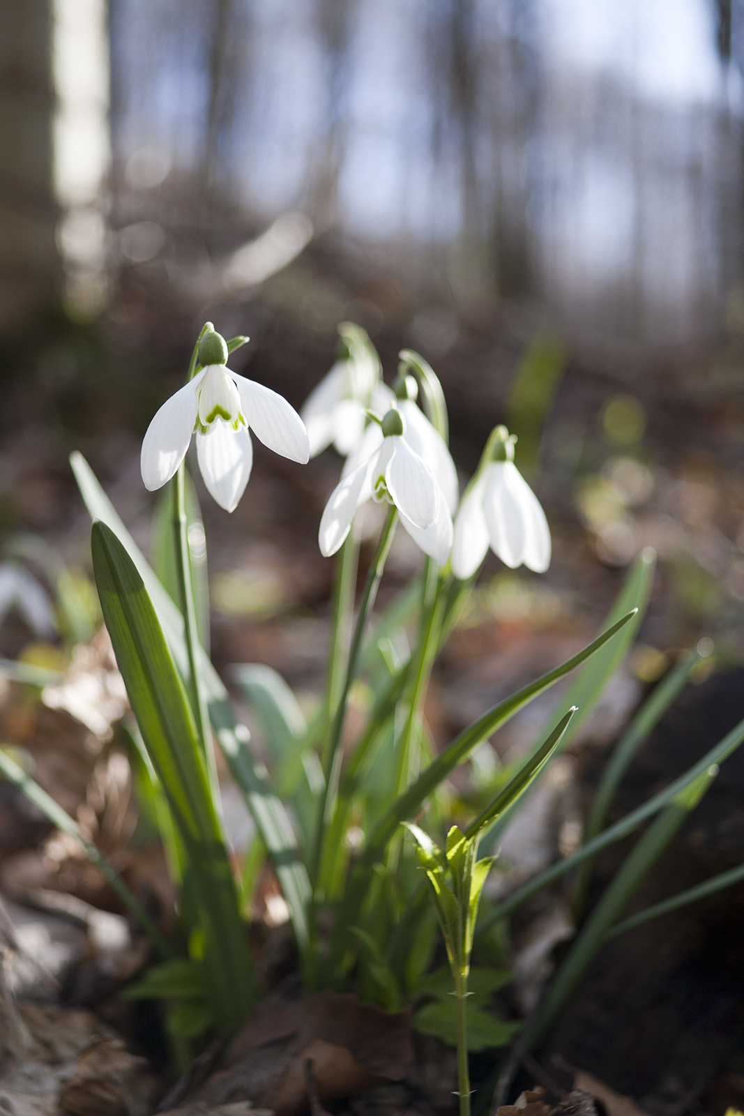 snowdrop