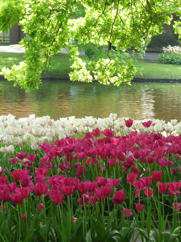 keukenhof 1