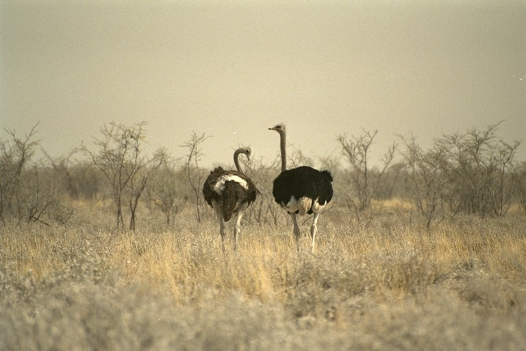 Ostrich%20408047