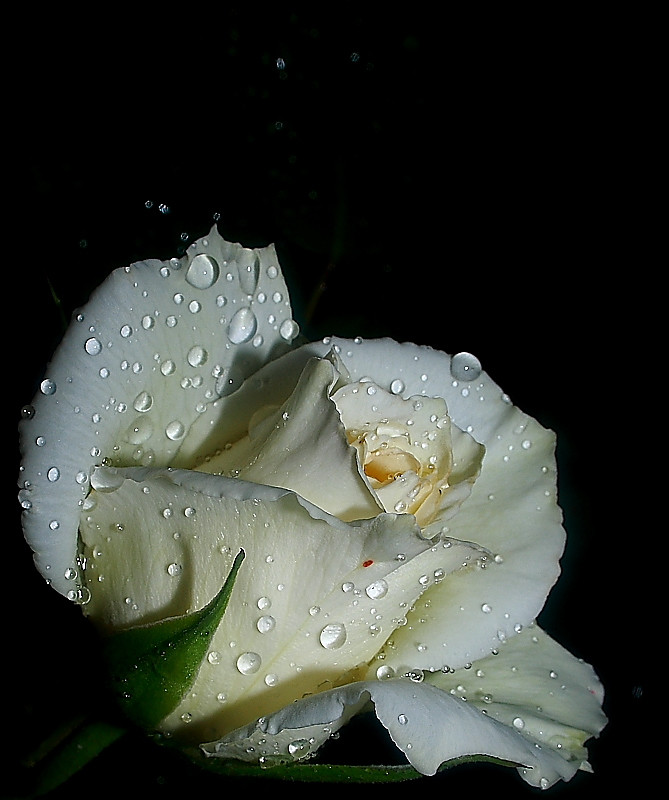Cseppes-fehér-rózsám
