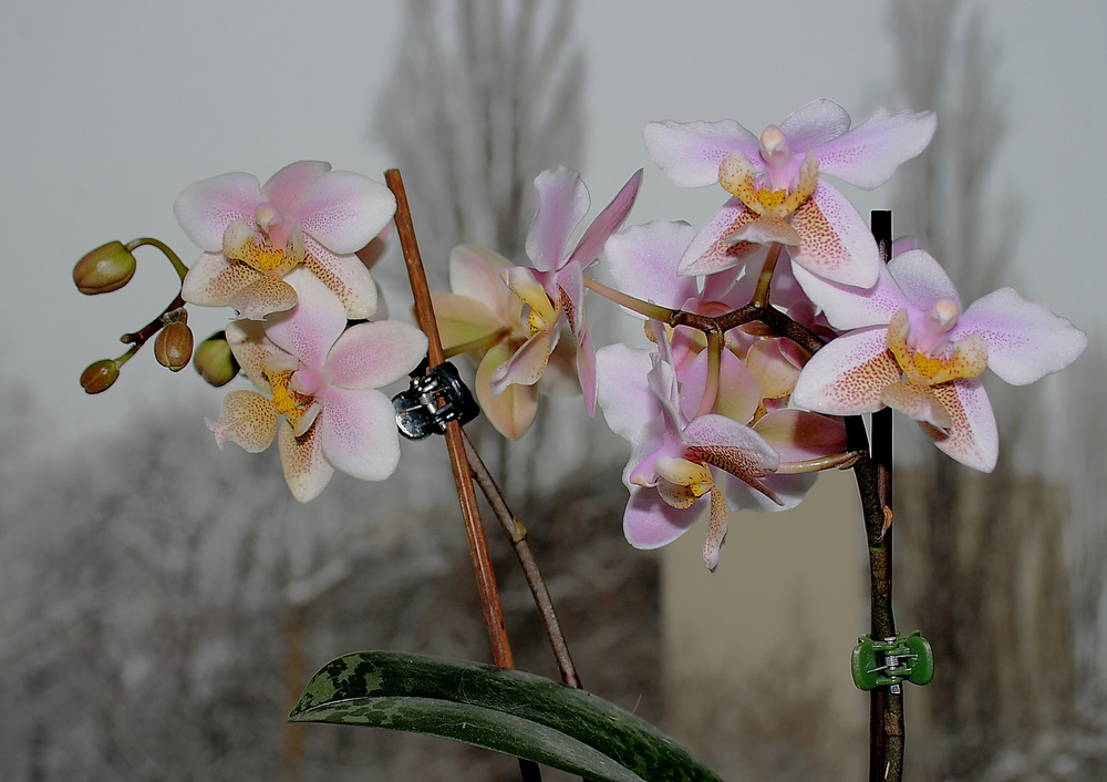 Orchidea4