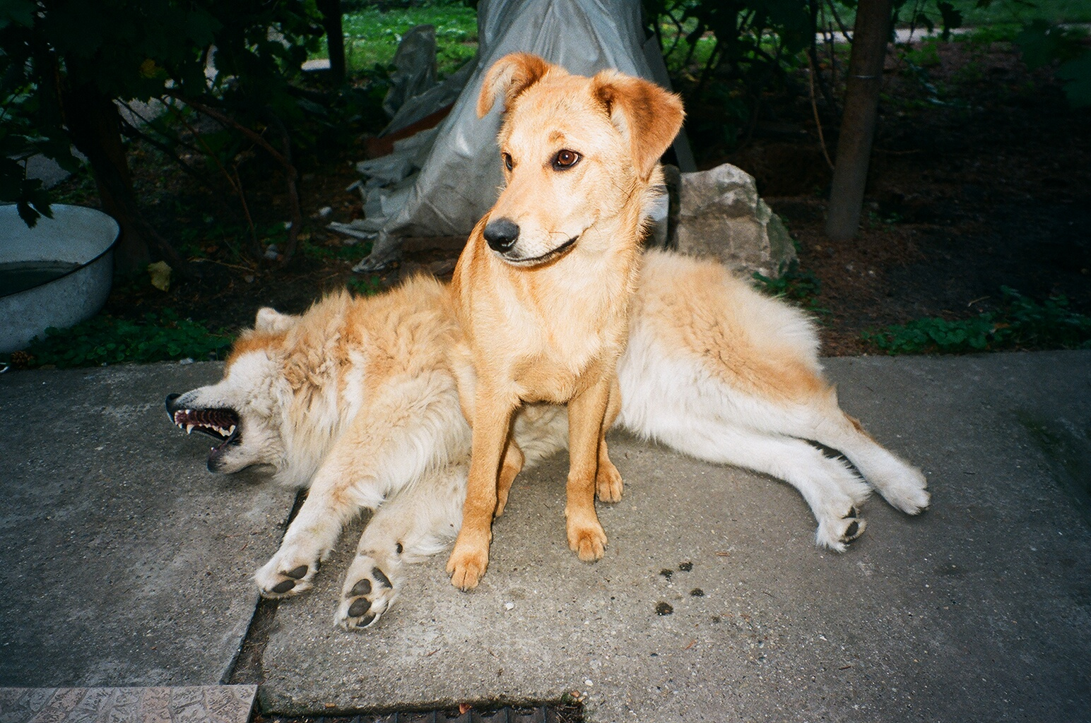 akita-ozi gyerek