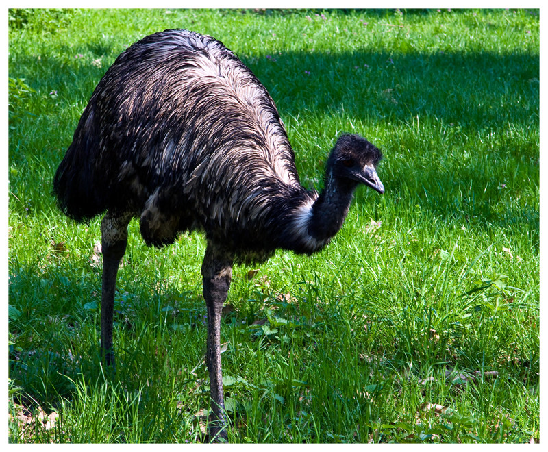 Kétlábú szénakazal, ja nem.... Emu