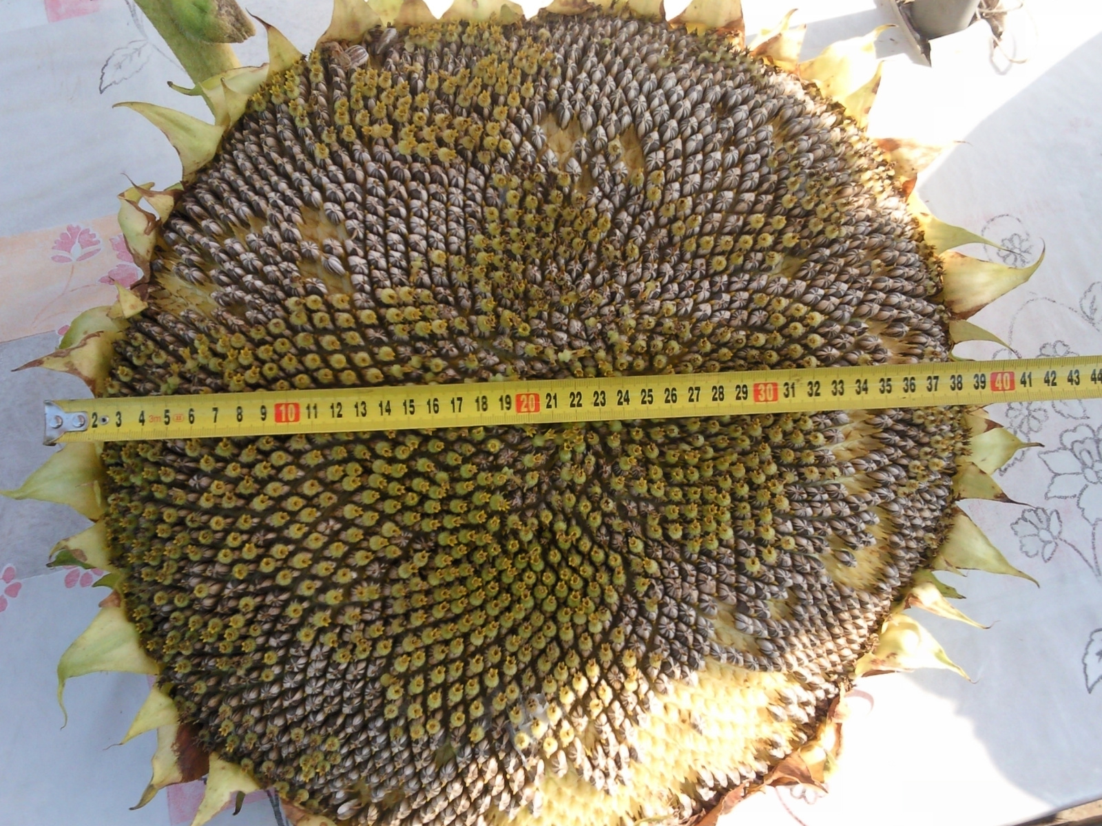 40cm sunflower