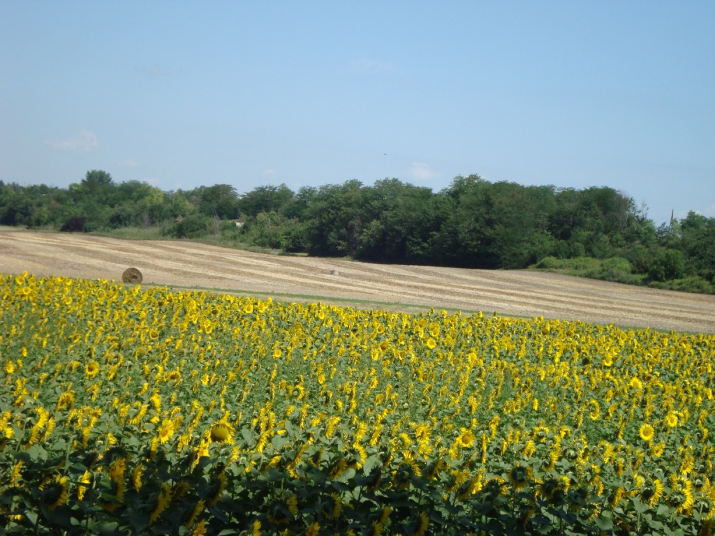 Napraforgók