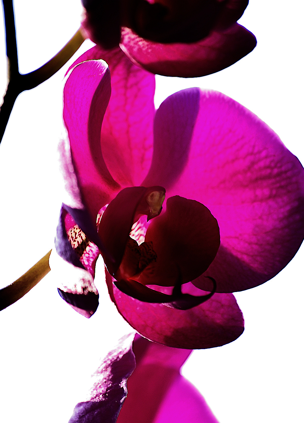 Phalenopsis