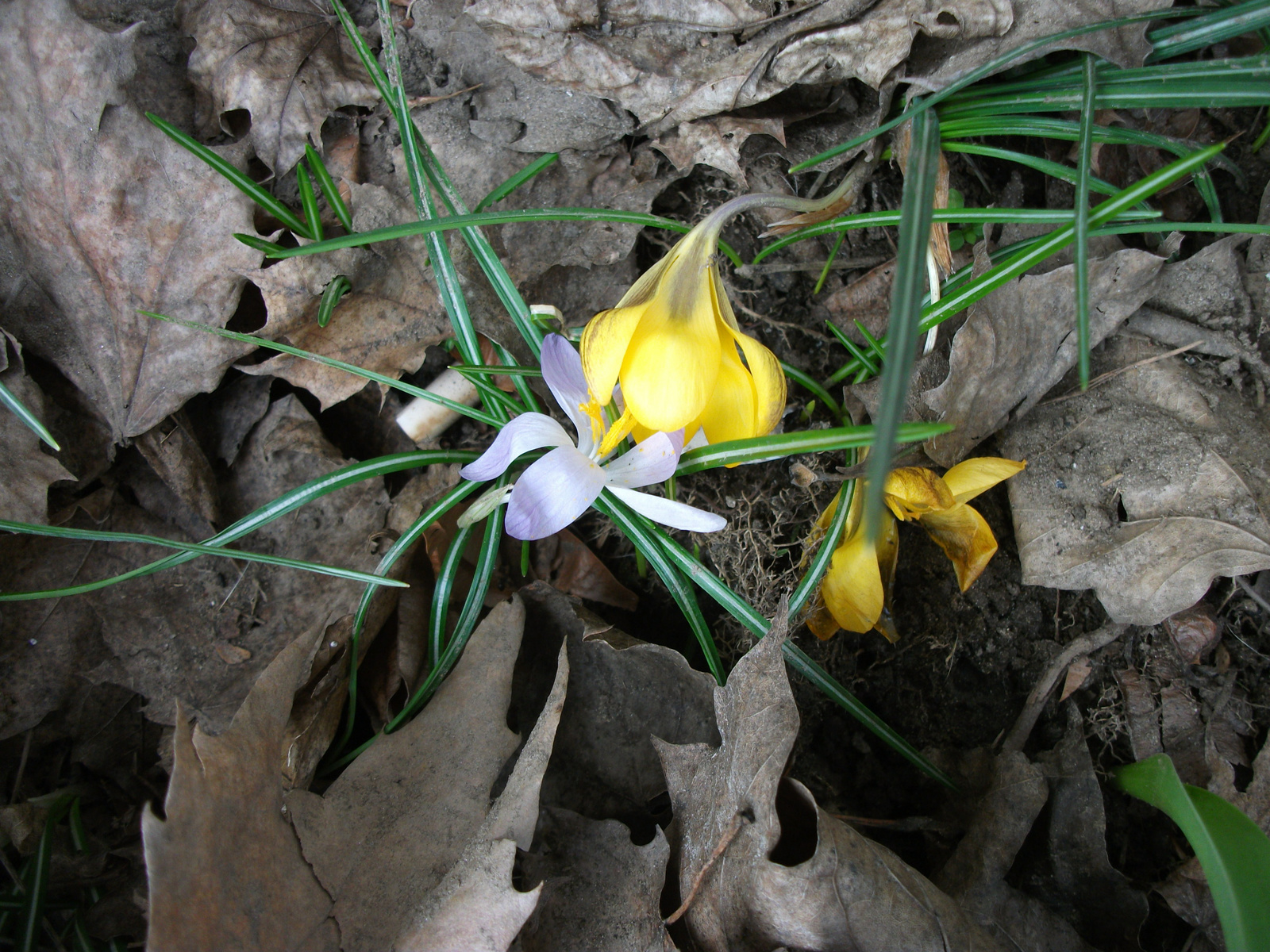 tavasz első napjai2010 03 19 (2)