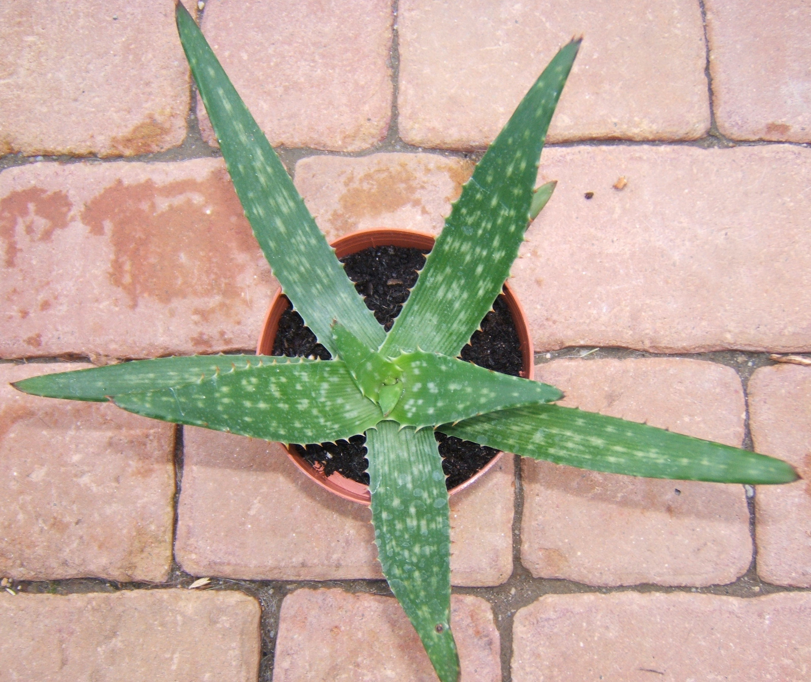 Aloe Vera