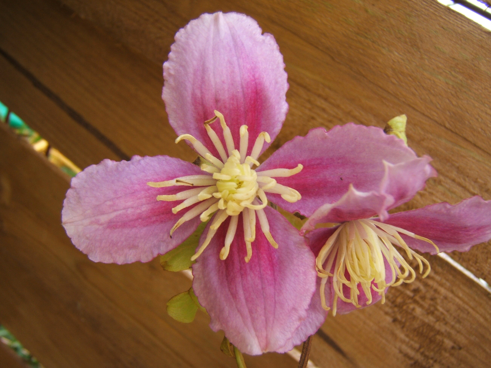 Clematis