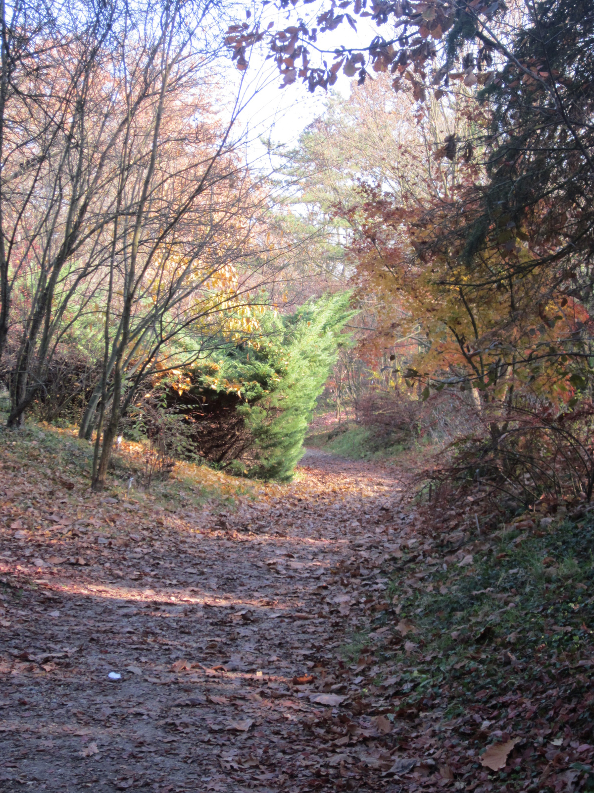 2010.10.30. Vácrátóti Botanikus Kert