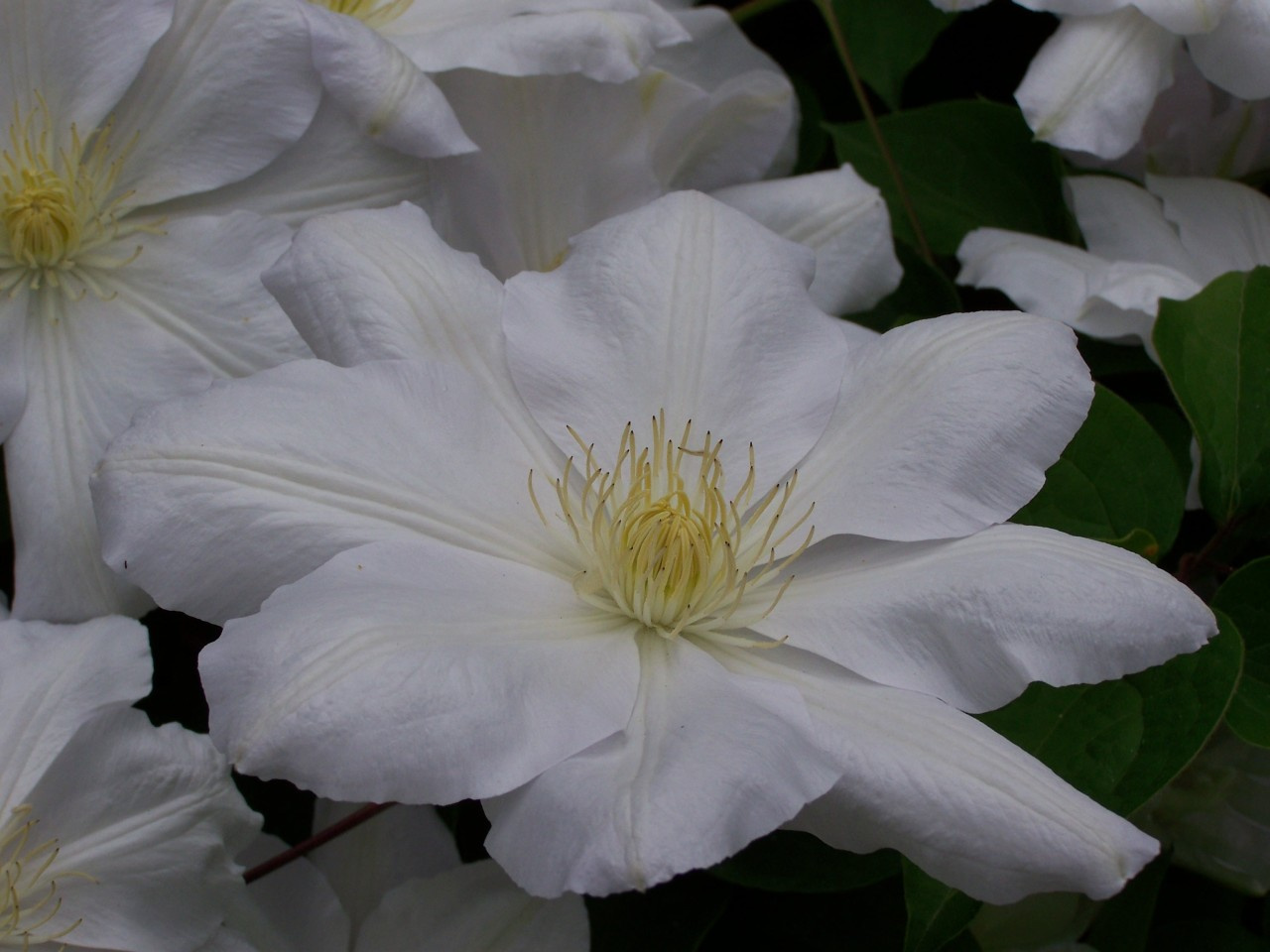 clematis,  a fehér óriás