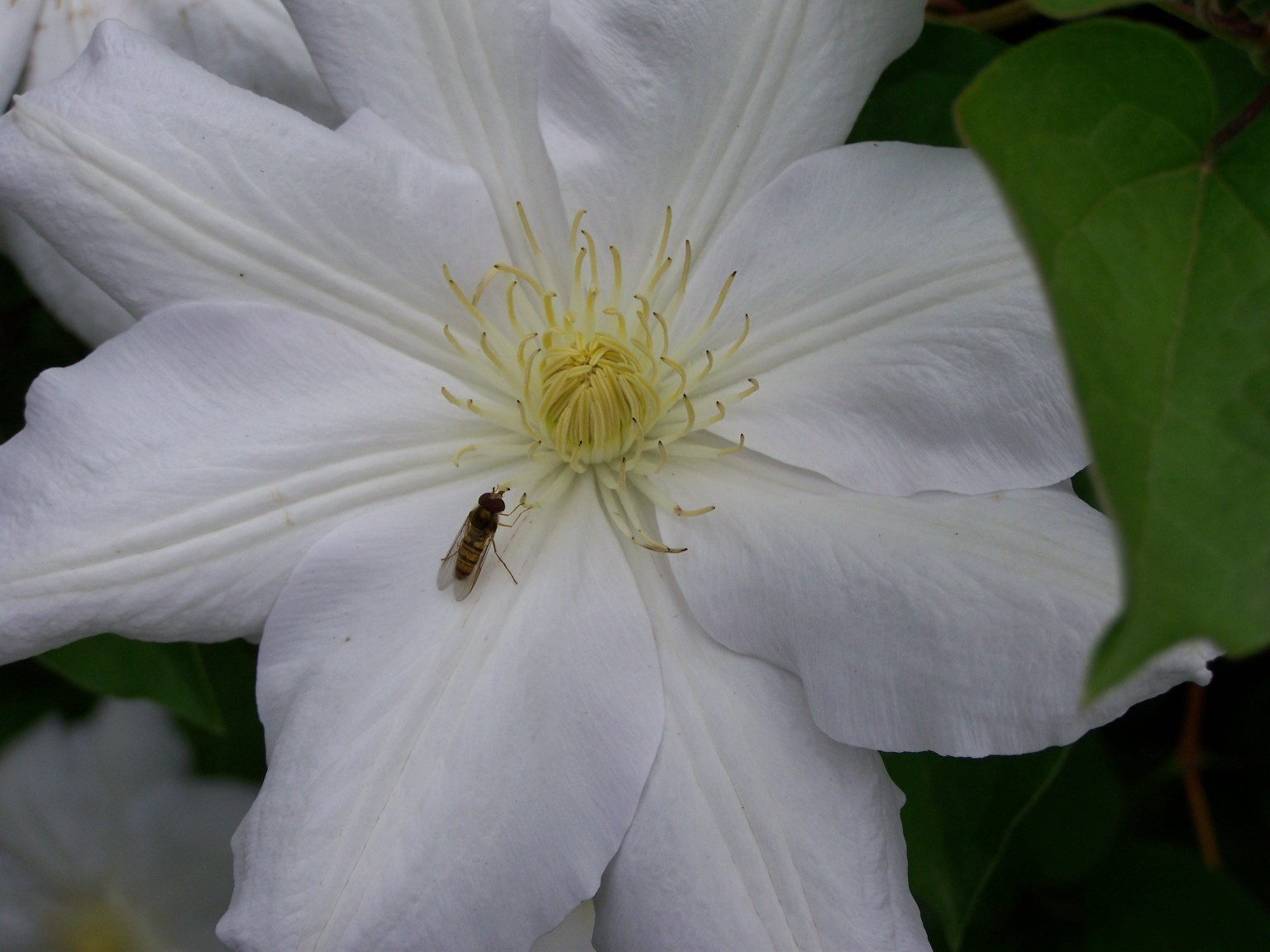 clematis, nagy és fehér