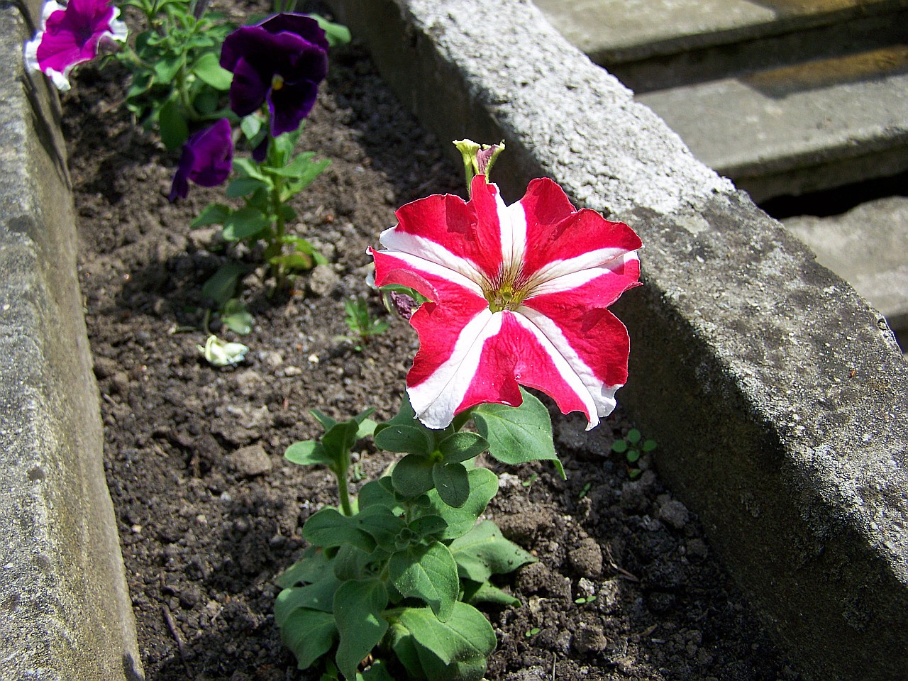 petunia, a csíkos