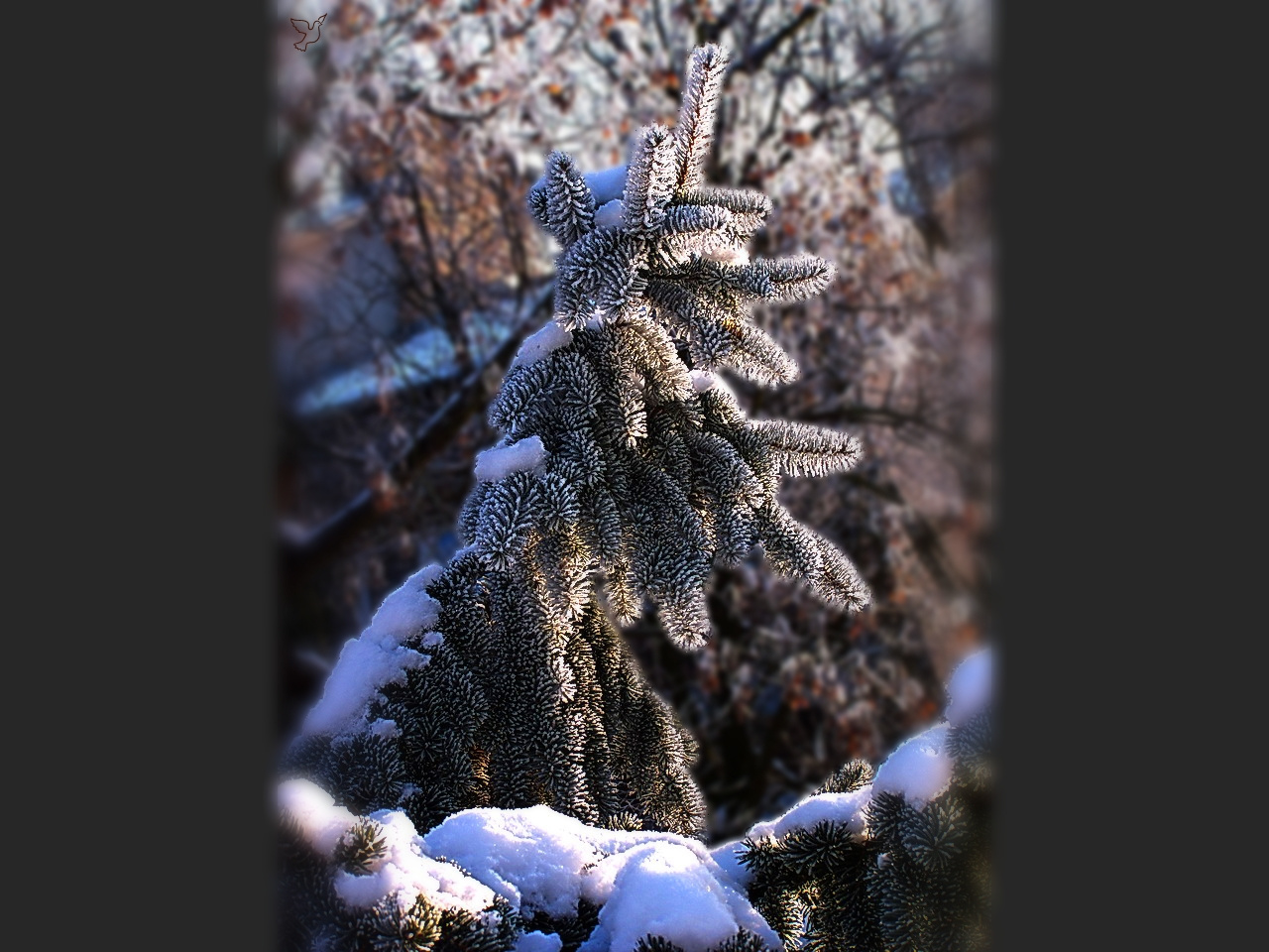 téli képek, fenyő-glanc