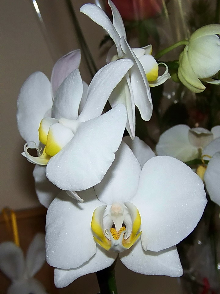 orchidea, Lettike virágja nőnapon