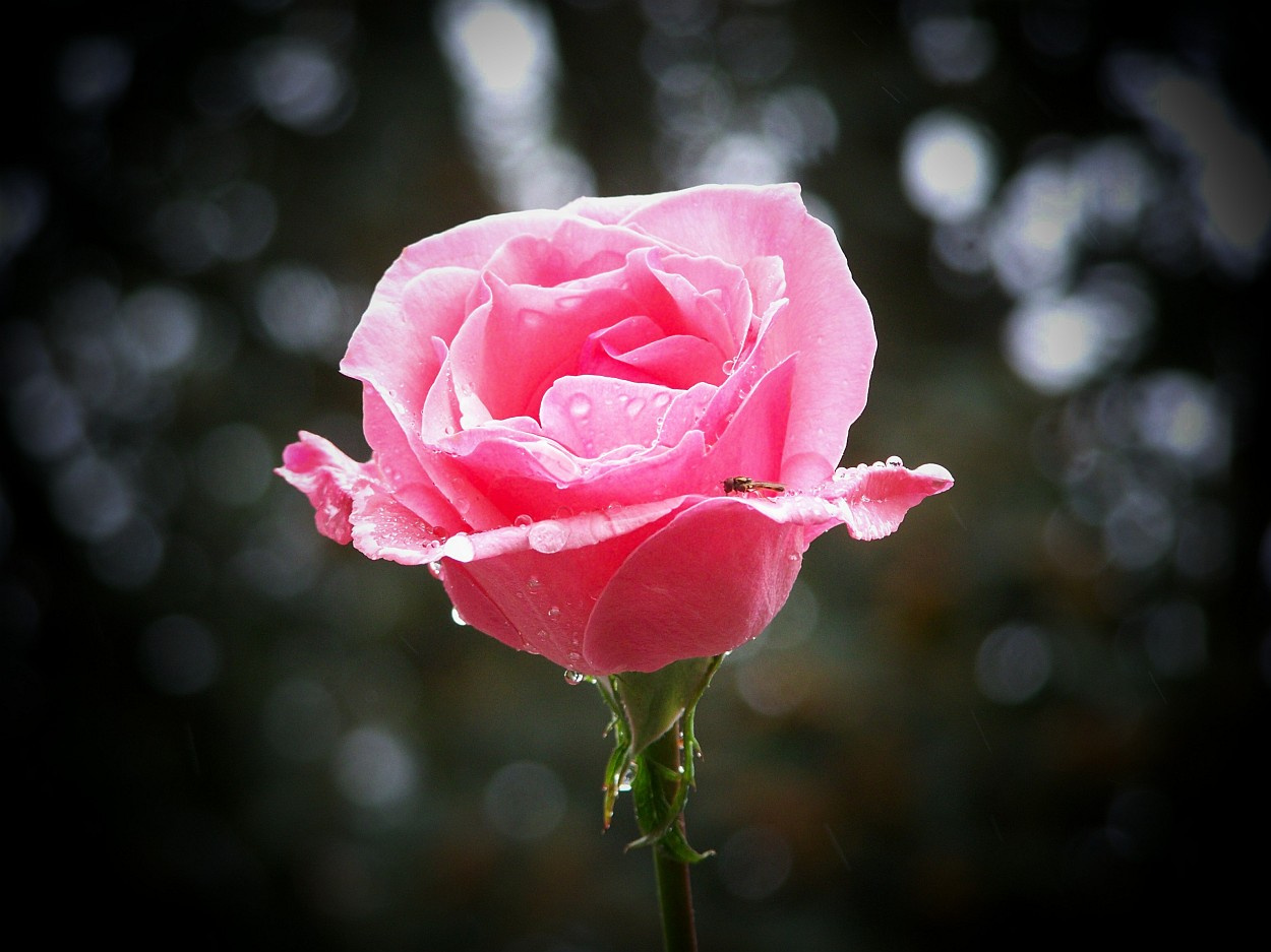 rózsa, rózsaszín az esőben vendéggel