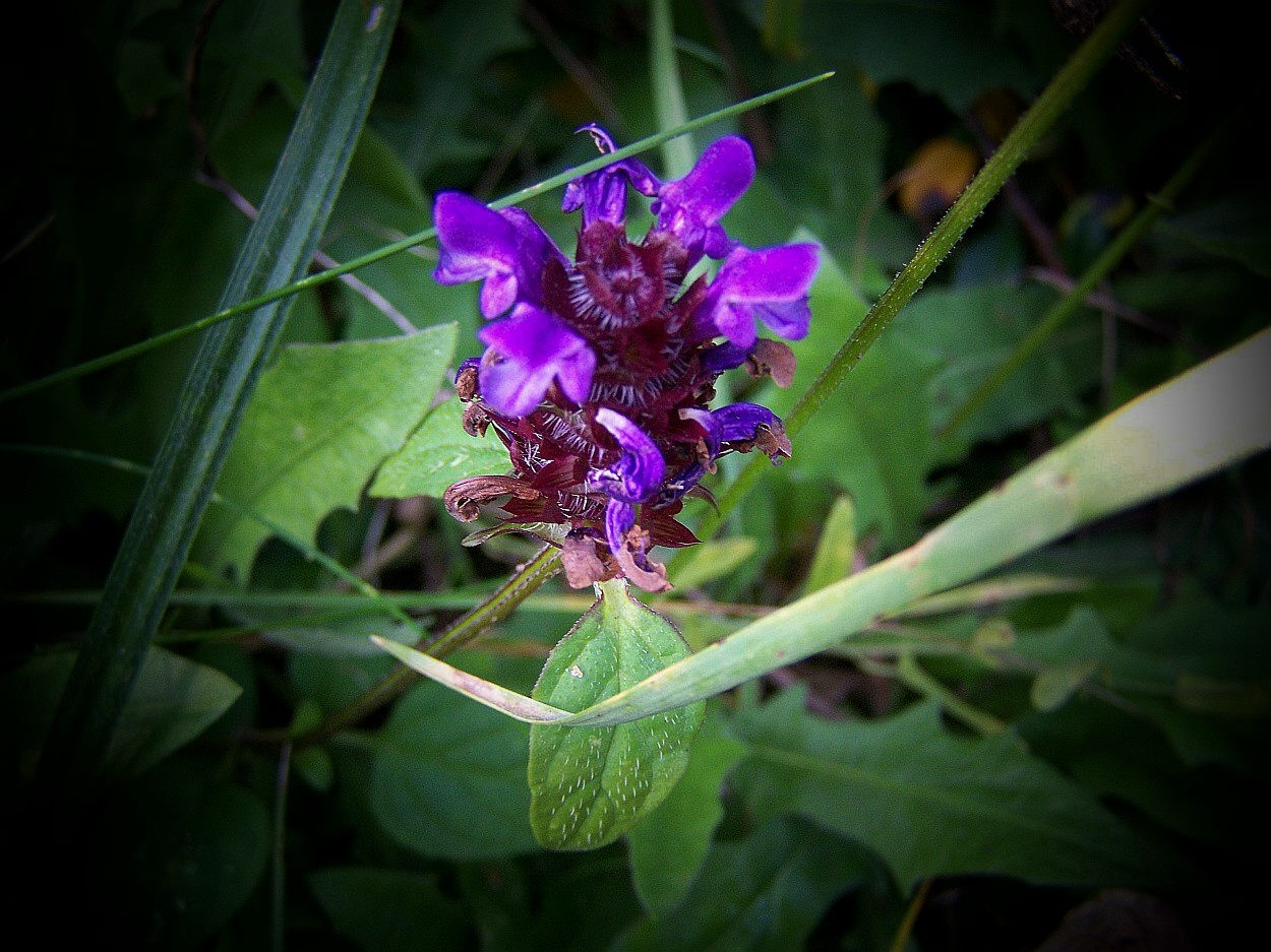 különleges növények, kicsi lila vadvirág