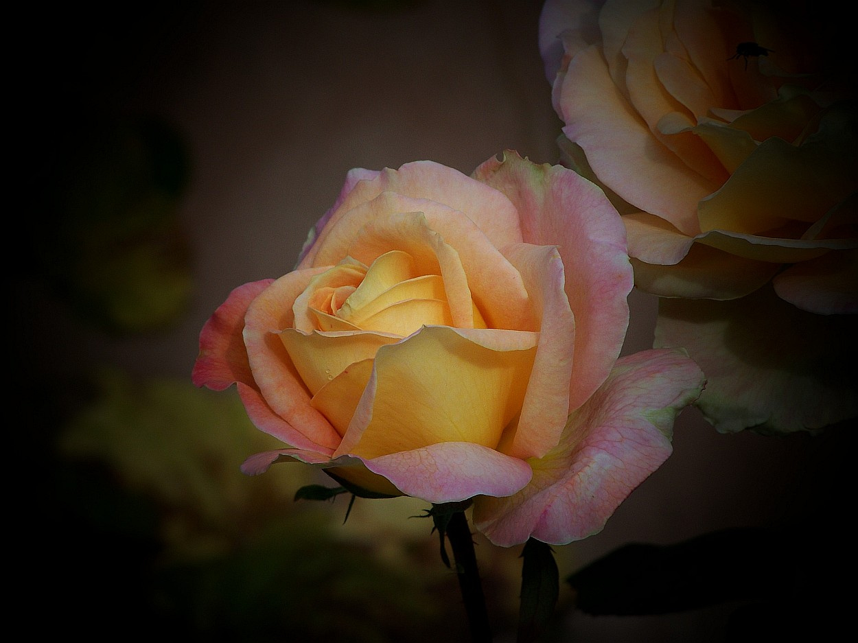 rózsa, szép és sokszínű