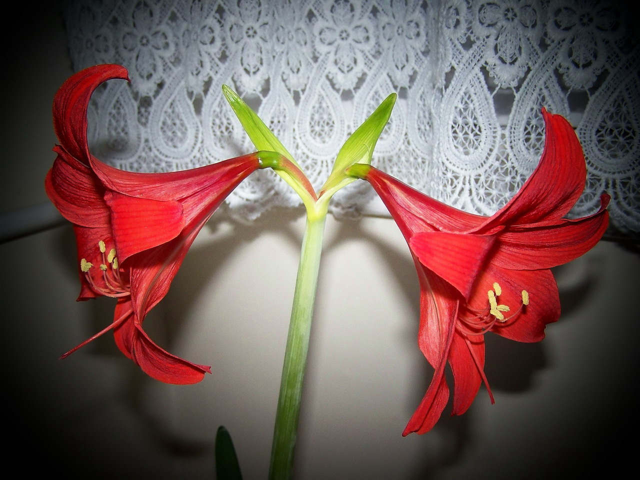 amaryllis, ikrek