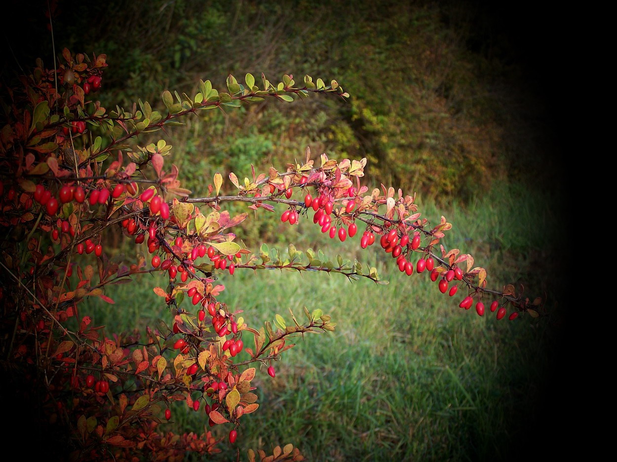 őszi színek, hosszúkás piros bogyók